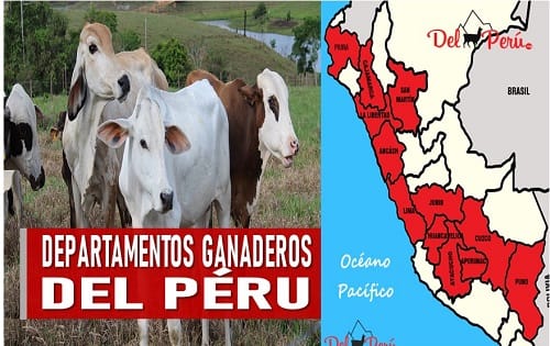 Ganaderia en el peru
